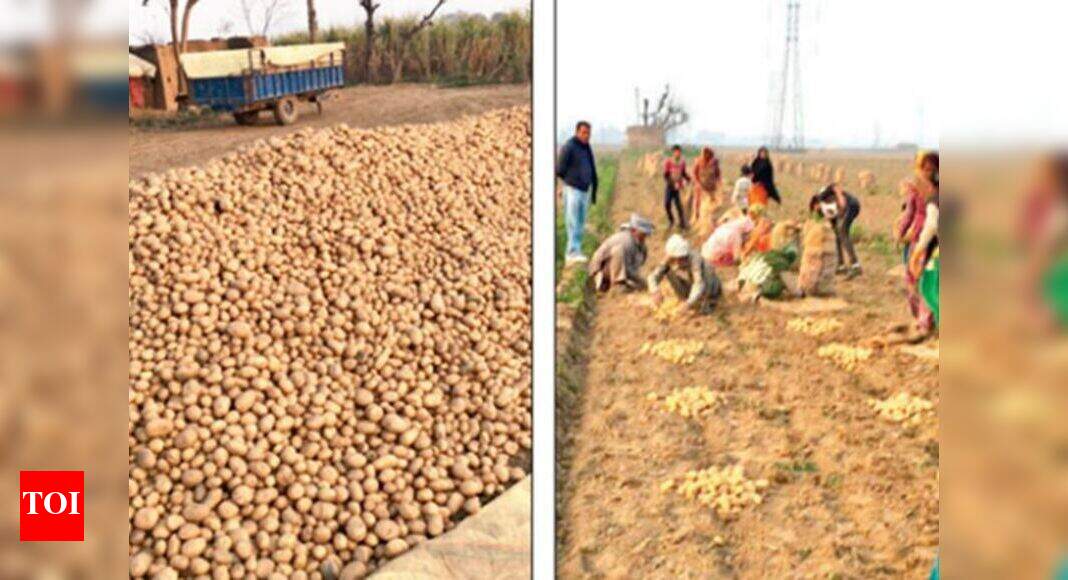 Cold storage to throw 18.75 lakh metric tonnes of potato out by