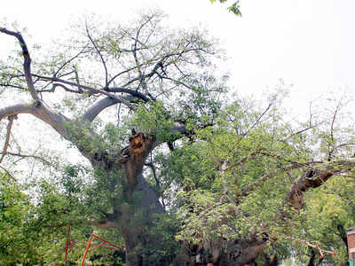 7,842 trees cut in 3 yrs, many ‘unnecessarily’