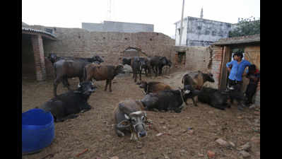 Bihar to shut down all illegal abattoirs