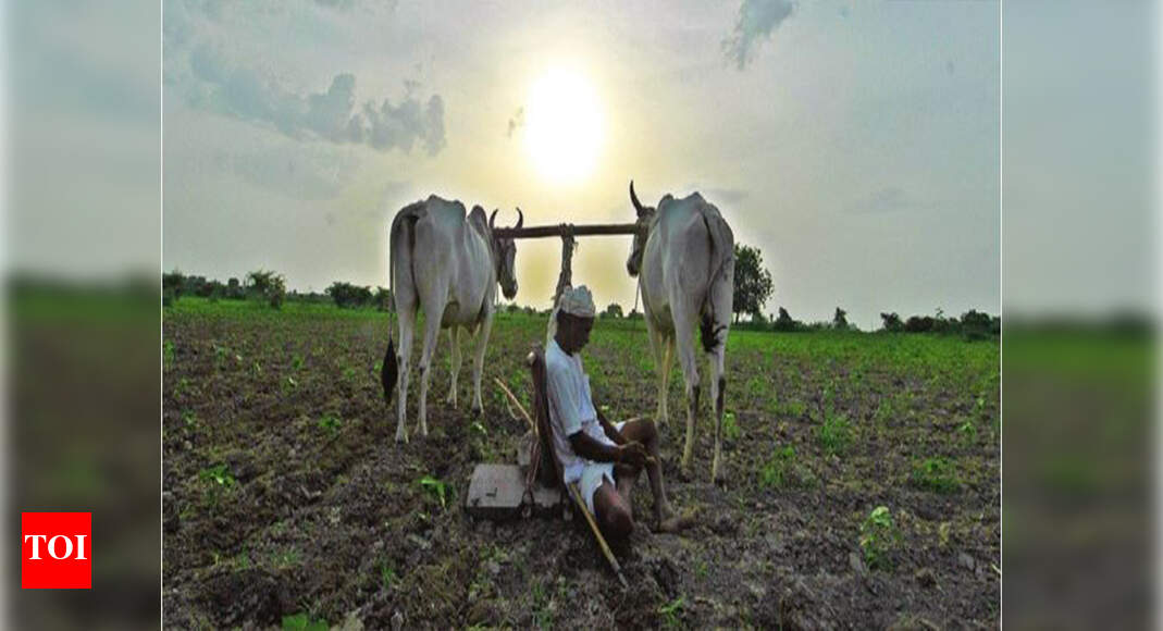 8,000 farmers fill loan waiver forms Kolhapur News Times of India