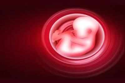 New technique reveals inner structure of live embryos in 3D - Times of ...