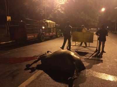 Buffalo dies after car rams into it near CM's house | Nagpur News - Times of India