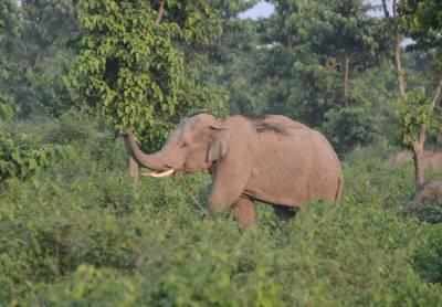 Census puts elephant count at 27,000; north Bengal has 514