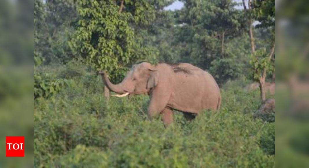 Census puts elephant count at 27,000; north Bengal has 514 | Kolkata