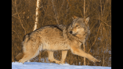 Chattbir Zoo to have a wolf in its possession soon