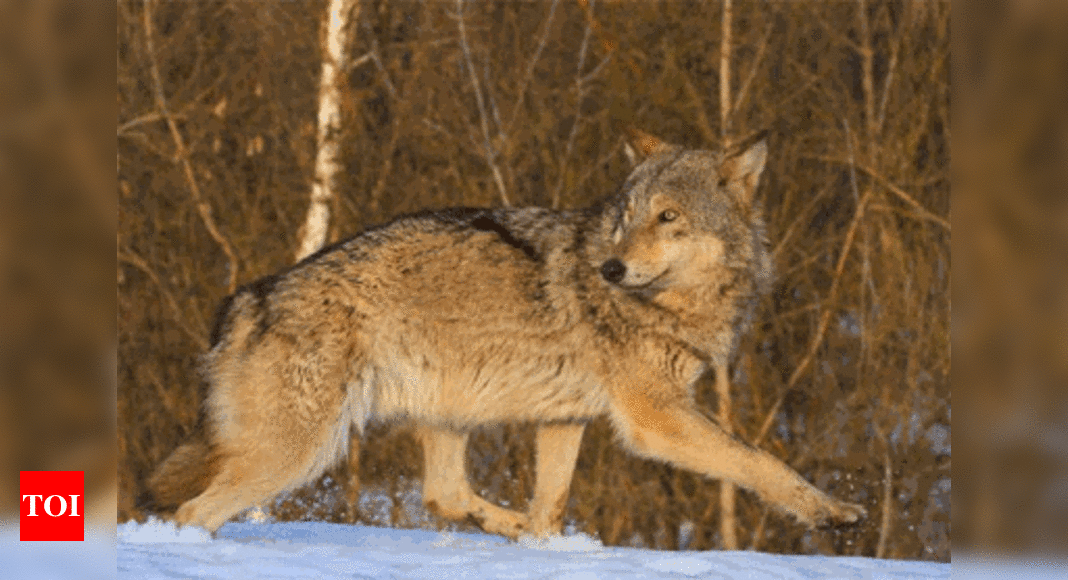 Chattbir Zoo to have a wolf in its possession soon | Chandigarh