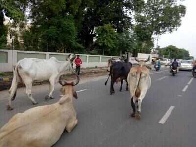 AMC promises cattle-free roads in a week | Ahmedabad News - Times of India AMC promises cattle-free roads in a week | Ahmedabad News - Times of India