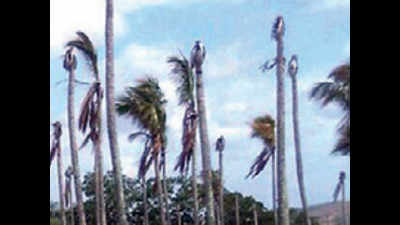 Coconut trees die in arid Cauvery basin