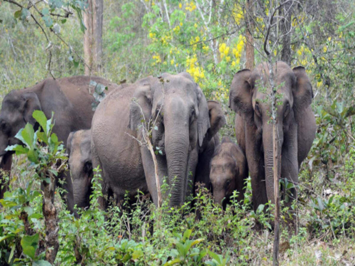 India S Elephant Population Stable Census Times Of India