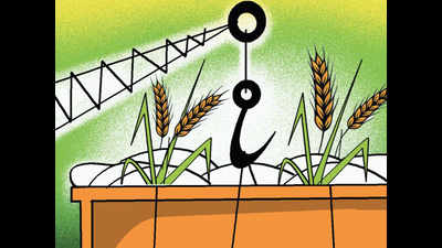 ‘Climate change may reduce rice output in Punjab’