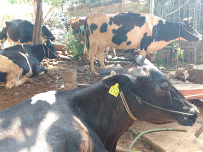 Livestock census yet to begin in Tamil Nadu | Coimbatore News - Times of  India