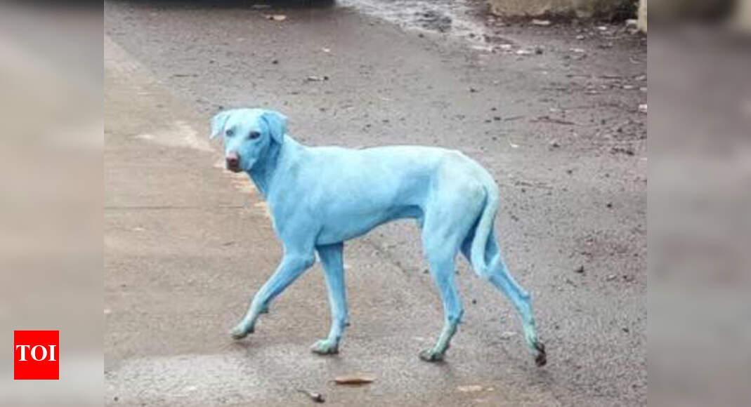 TSPCA to check Taloja dogs turning blue due to chemical pollution