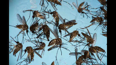 Dengue spreads to neighbouring wards, 2 more die