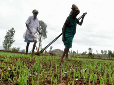 Govt revises foodgrain output to record 275.68 million tonnes