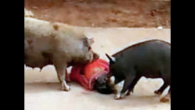 Pig frenzy in Nellore: Girl, woman hurt