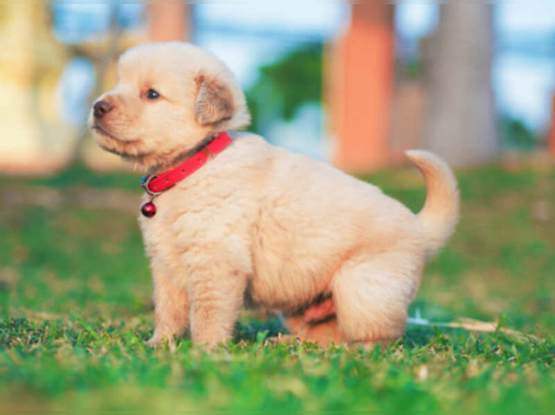 8 Popular Dog Breeds In India