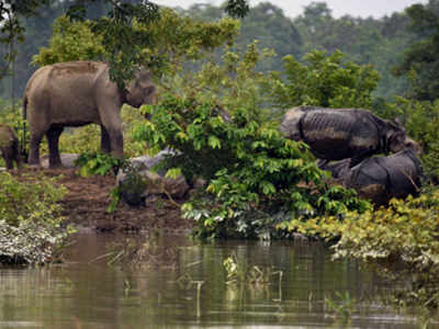 No let up in Kaziranga's flood scene, animal death toll reaches 346 |  Guwahati News - Times of India