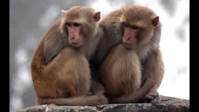Monkey menace: Delhi Assembly to seek NDMC's help