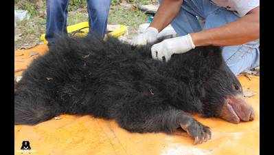 Karnataka: Injured wild sloth bear cub rescued in Tumkur