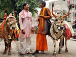 Two men are seen with their decorated bullocks