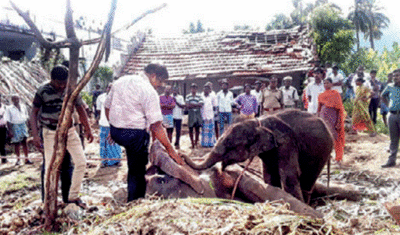 Coimbatore: 45-year-old Jumbo Dies, Calf Rescued | Coimbatore News ...