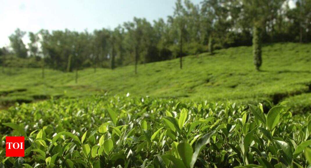 voom food McLeod Russel sells Bhatpara tea garden in Dooars Kolkata