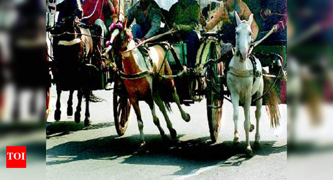 Rajasthan Government: PETA calls on Rajasthan Government to keep tonga ...