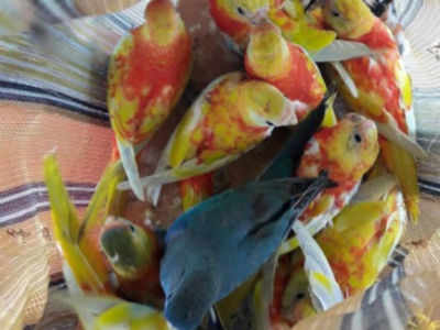 West Bengal: 43 Australian Turquoise Parakeets recovered