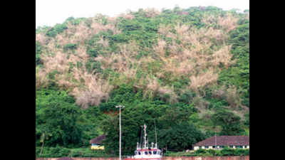 Dry bamboo could be harbinger of drought, say Uttara Kannada villagers