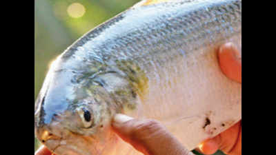 What the fish! Godavari Pulasa selling for Rs 4,000 per kg