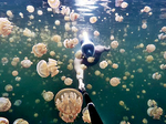 A swim with jellyfishes