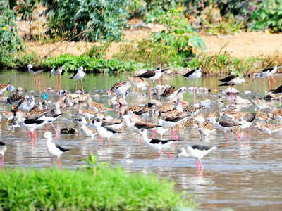 Migratory Birds: 12 migratory bird species spotted in Basai wetlands ...