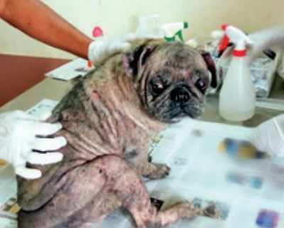 Pug skin shop infection treatment