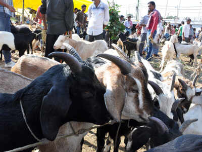 Animal Slaughter Rss Backed Mrm Demands Ban On Animal Slaughter During Eid Al Azha Lucknow News Times Of India