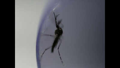 Is the mosquito that bites a dengue or malaria carrier?