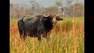 10 Buffaloes die in last four days
