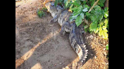 Crocodile attacks man in Padra, rescued