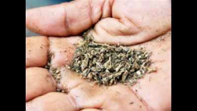 Lacing the trail: Peddlers use Naphthalene to hide ganja