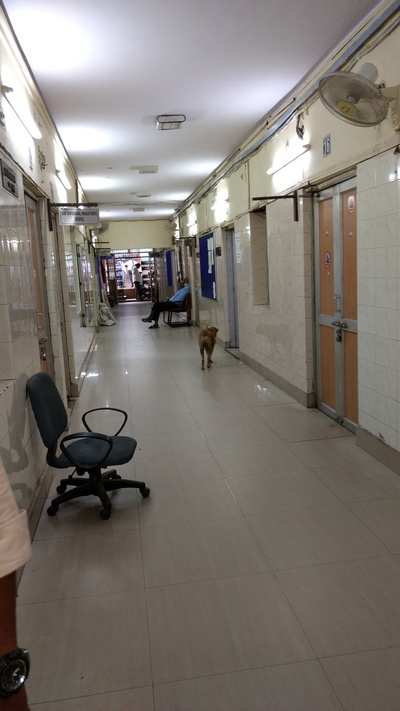 Dogs in SDM office