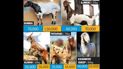 ‘Vigilantes spook exotic goats away from Eid markets'