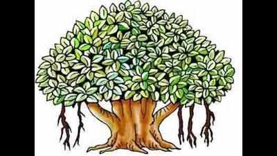 Illegal felling of ‘Khair’ trees: Minister seeks report