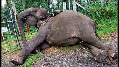Man-animal conflict: Five wild elephant deaths in a month
