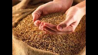 Bags of wheat found wet at Amritsar’s godown