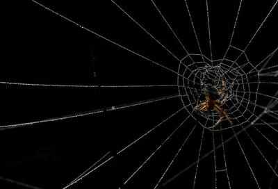 Scientists help spiders spin stronger silks
