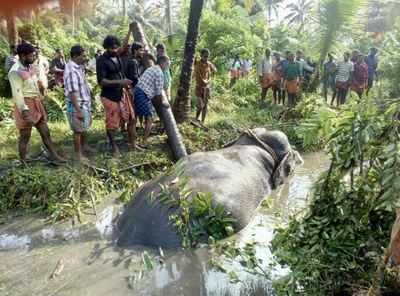 Tusker Mullackal Balakrishnan gets stuck in mud and fighting for life