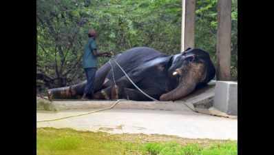 50-member police team rescues elephant stuck in marshy canal