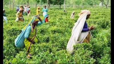 103 tea estates announce 20% Puja bonus for workers