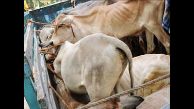 Cattle-laden truck seized in Bhojpur