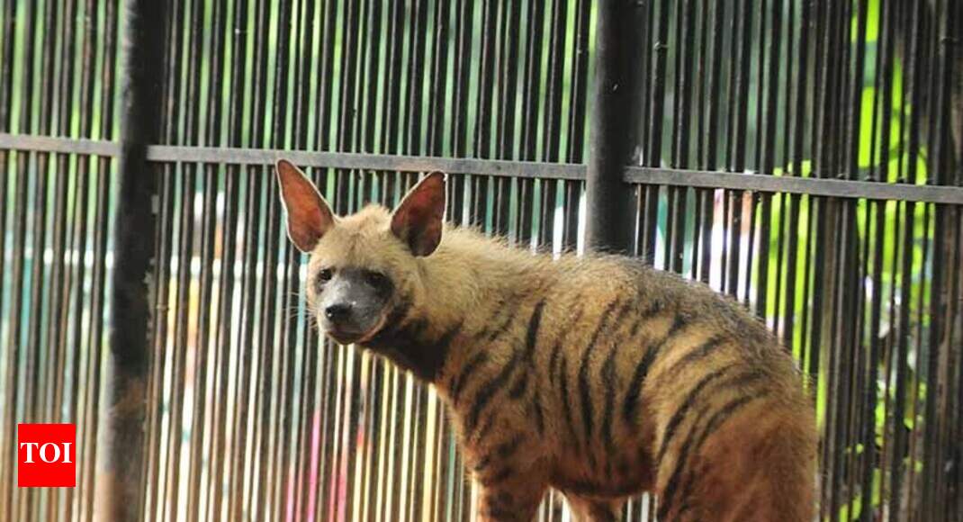 Meet the new entrants at the Thiruvananthapuram zoo – Bijli and Romy! | Kochi News - Times of India Meet the new entrants at the Thiruvananthapuram zoo – Bijli and Romy! | Kochi News - Times of India