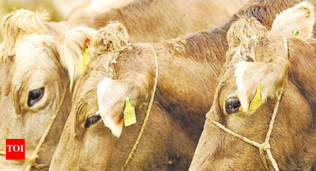5 lakh cows tagged with UID numbers Jaipur News Times of India